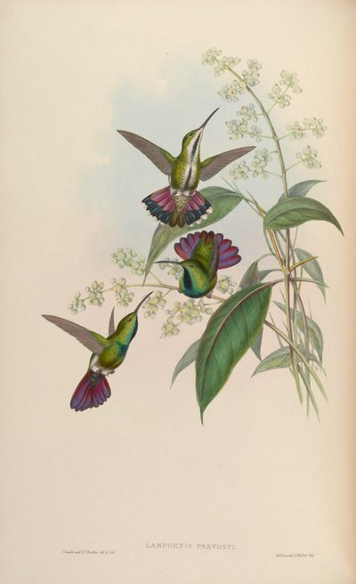 Anthracothorax prevostii door John Gould